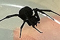 11-month old bitten by black widow spider